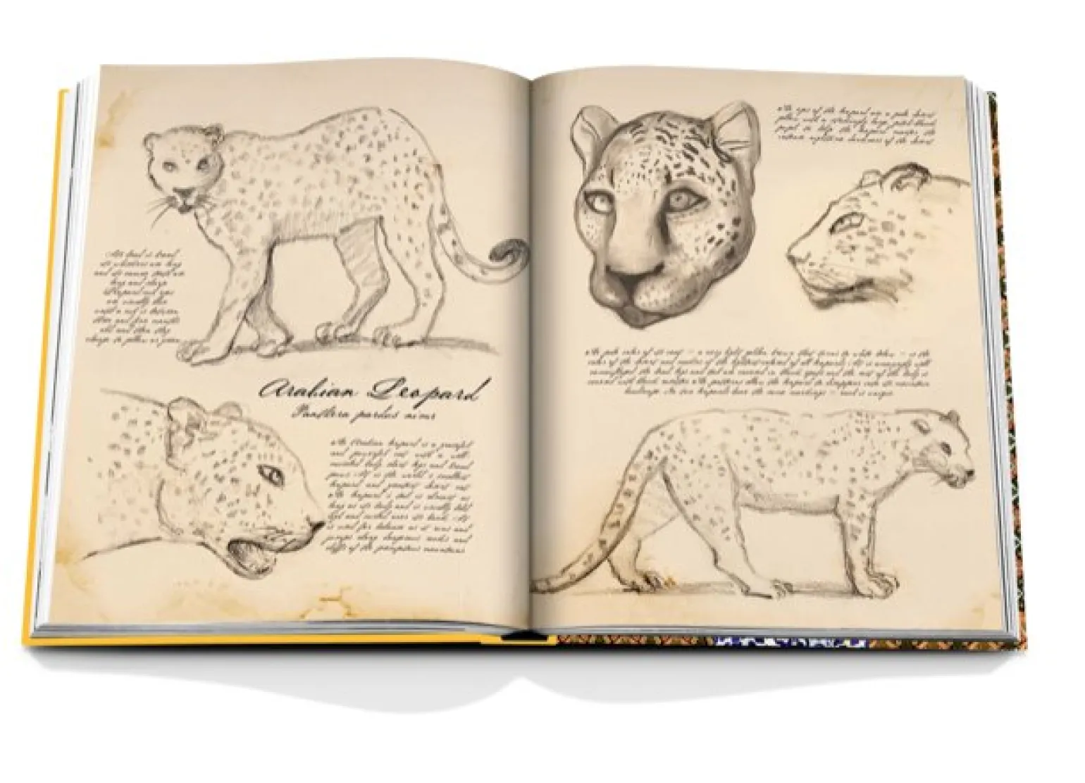 Arabian Leopard Book